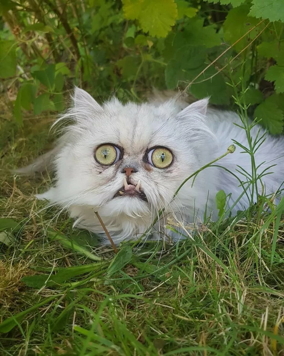 Вилфред Варриор