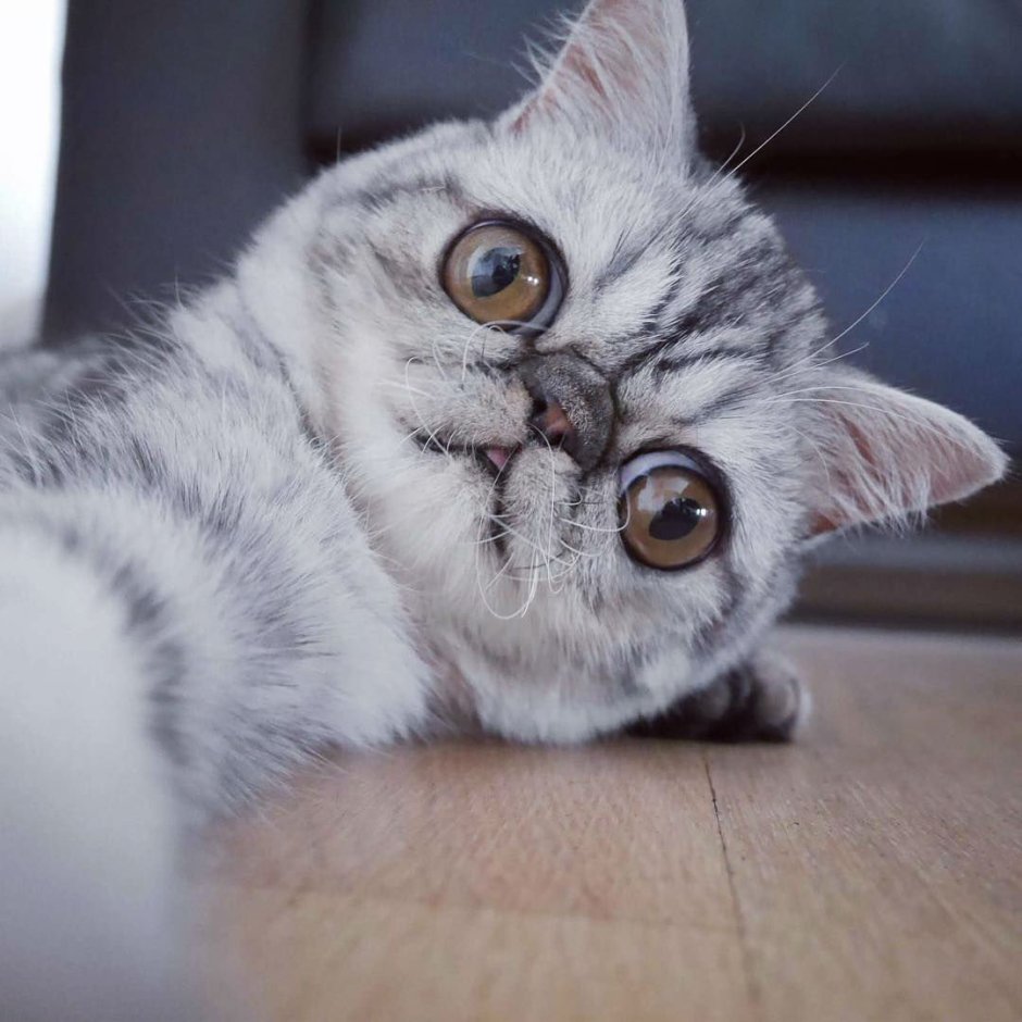 Смешные коты пучеглазые
