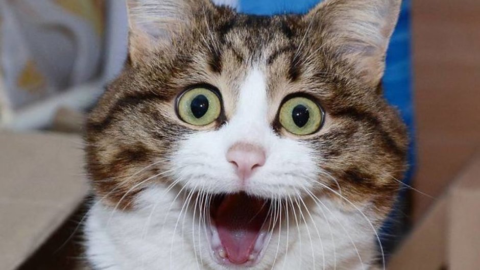 Офигевший кот