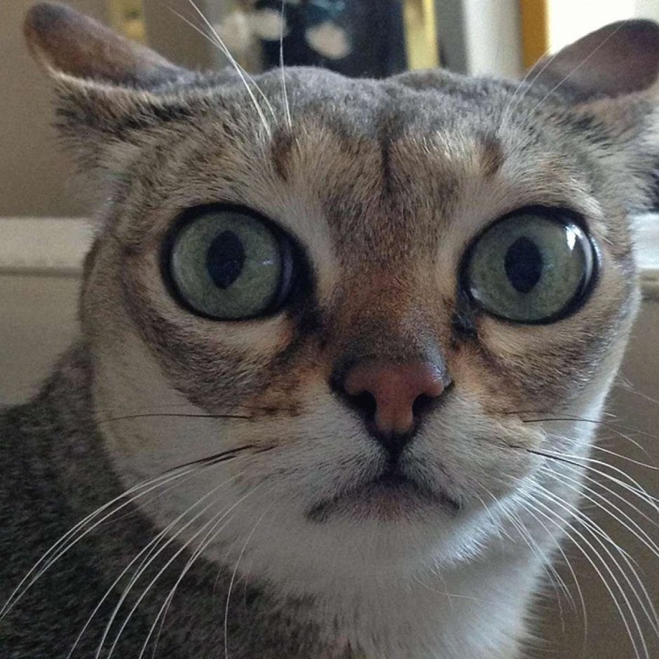 Кот с выпученными глазами на аватарку