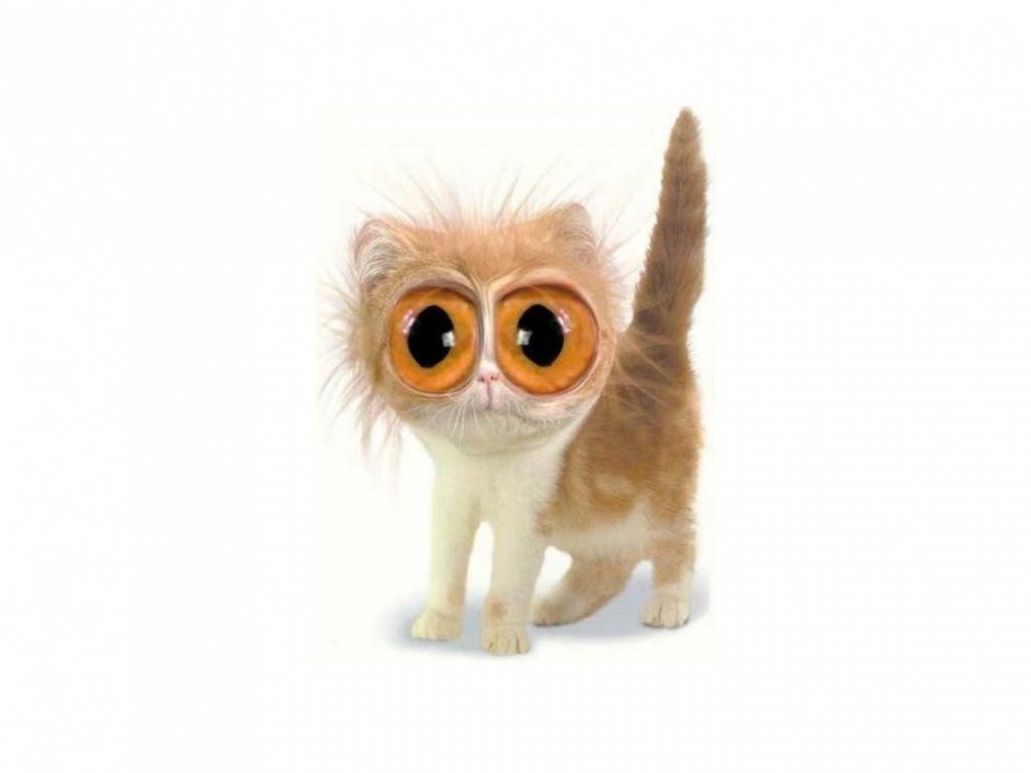 Кот с вытаращенными глазами