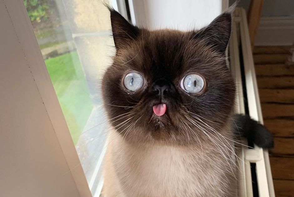 Кот с высунутым языком и выпученными глазами