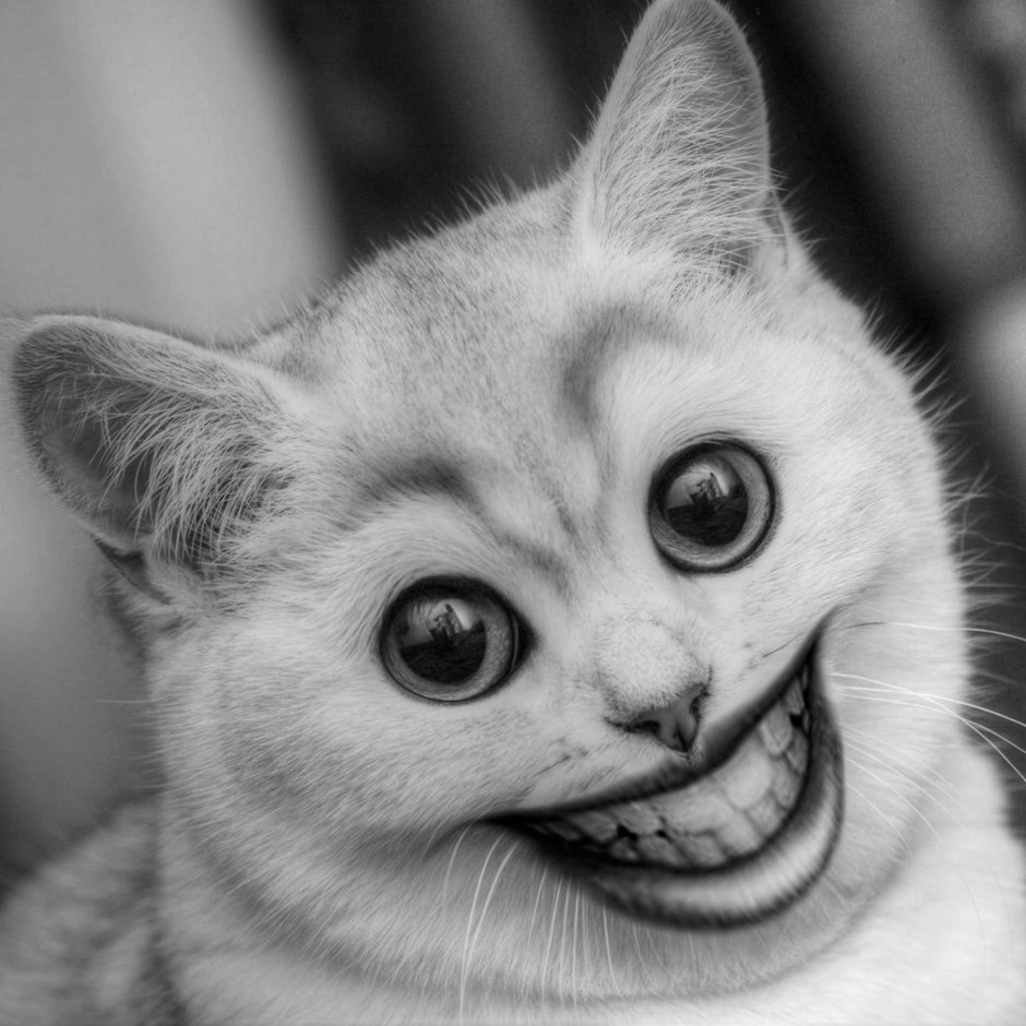 Кошка с большими глазами удивленными