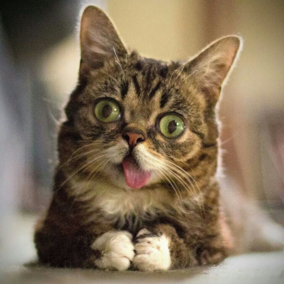 Кот Персидская шиншилла Вилфред