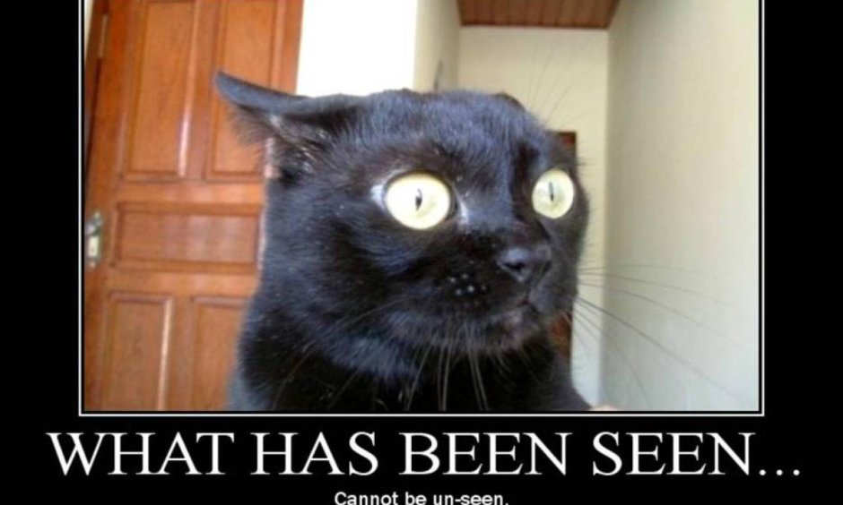 Собака в шоке