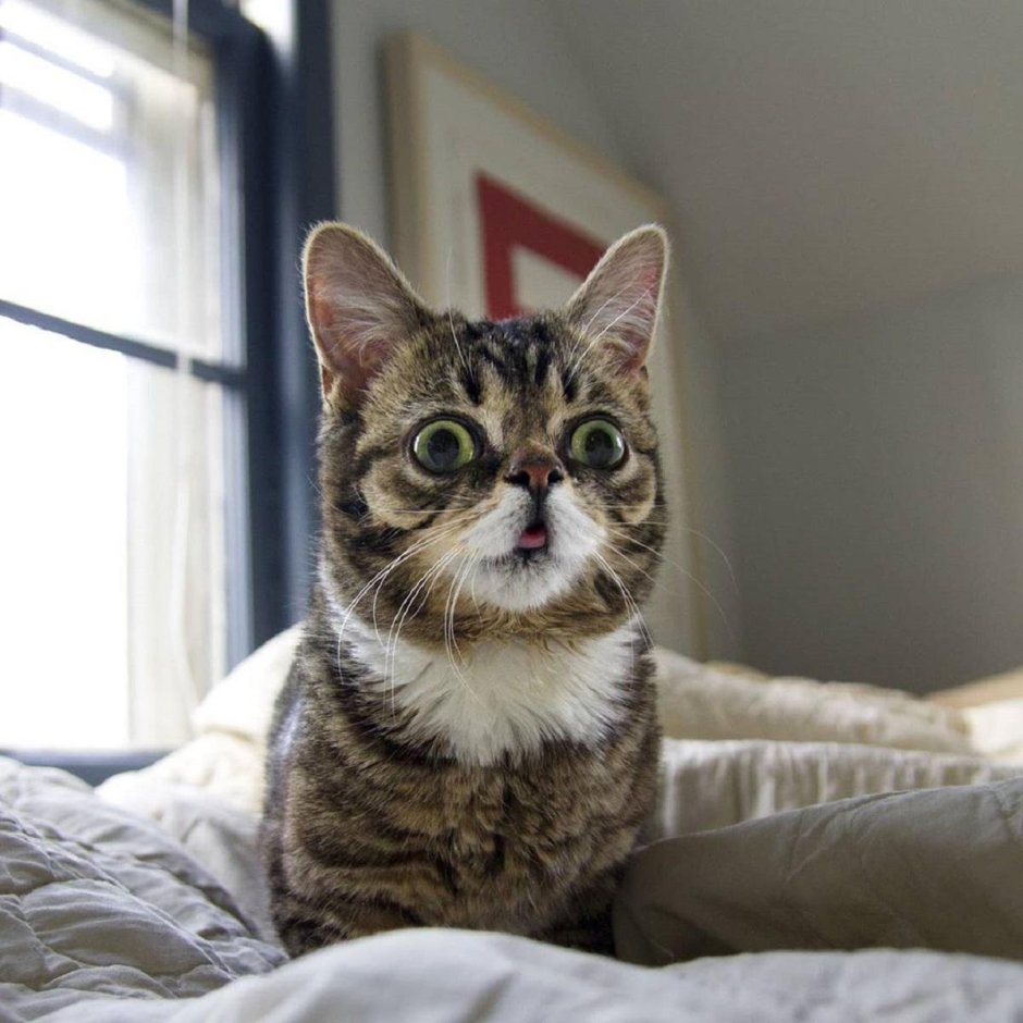 Кот в ужасе