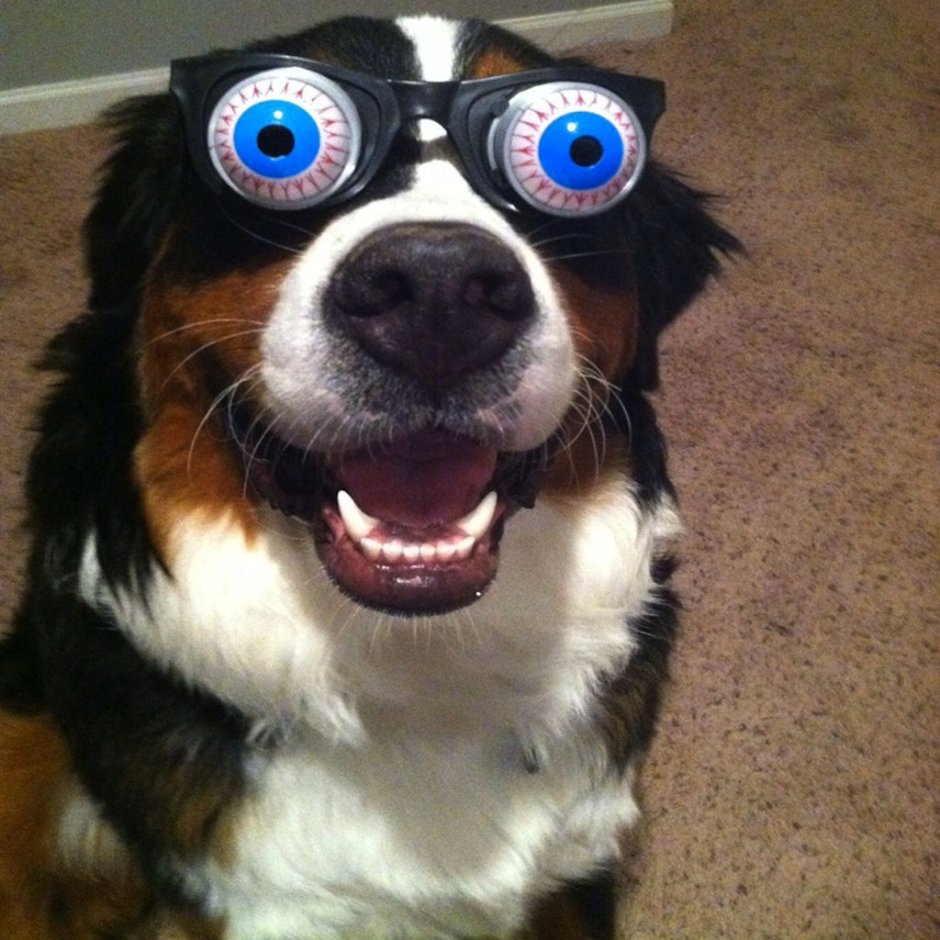 Кот Герман экзот