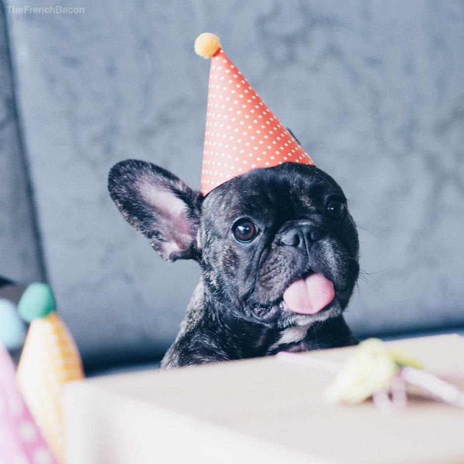 Французский бульдог Happy Birthday