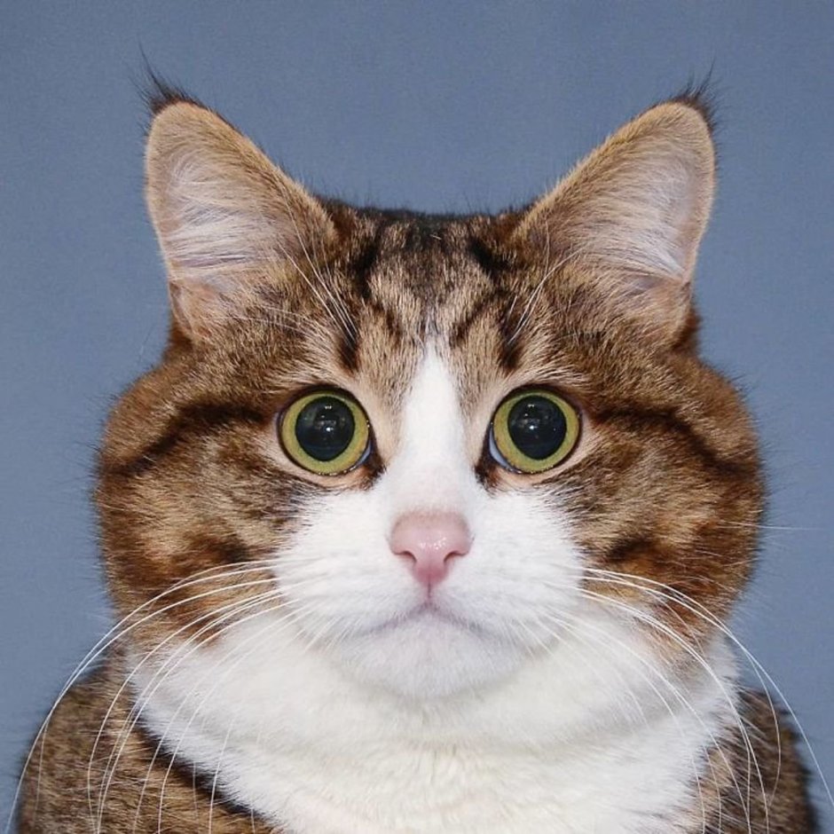 Смешной кот