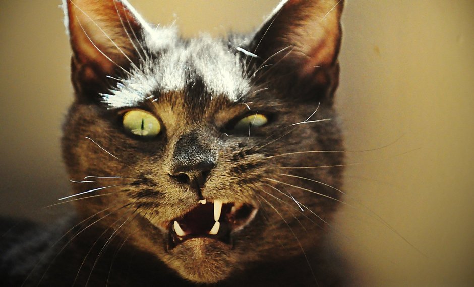 Морда кота