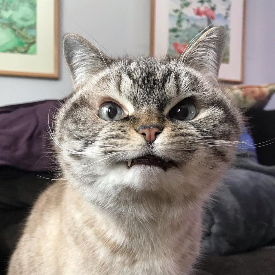 Лицо кота