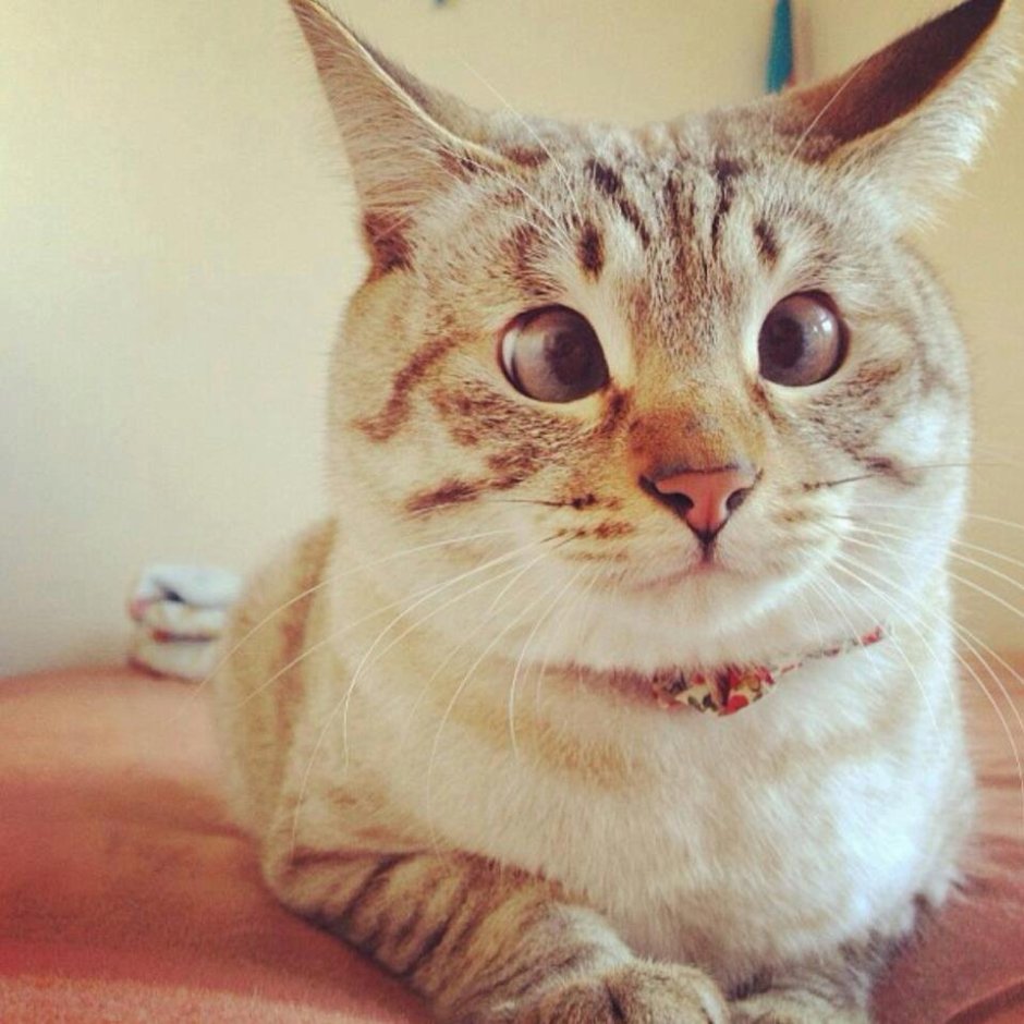 Смешной черный кот