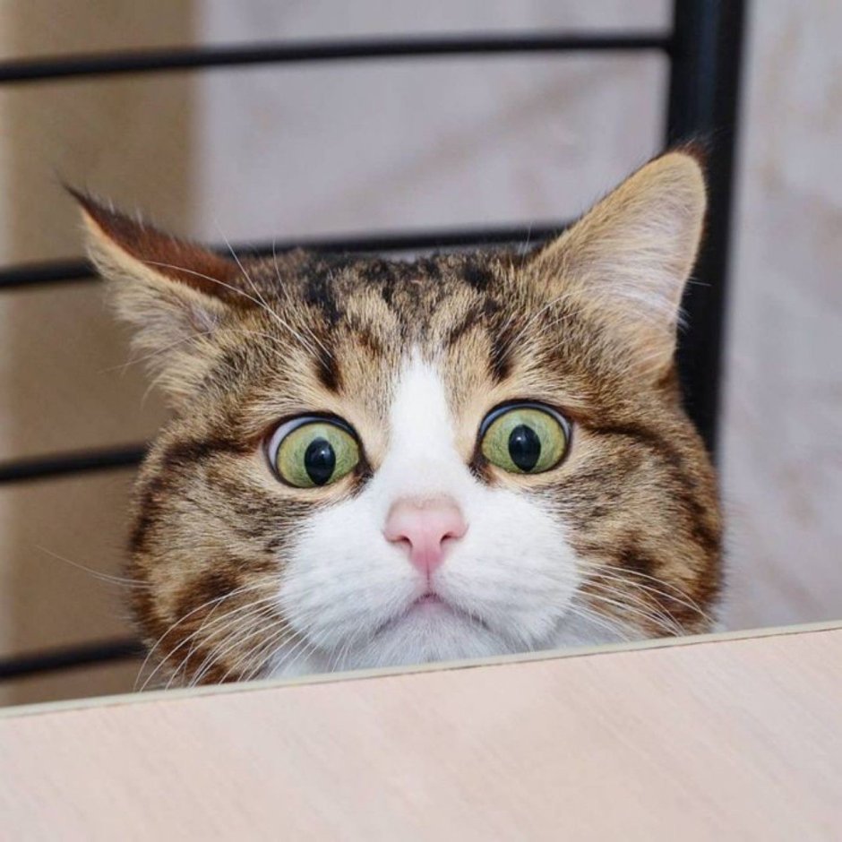 Смешной кот