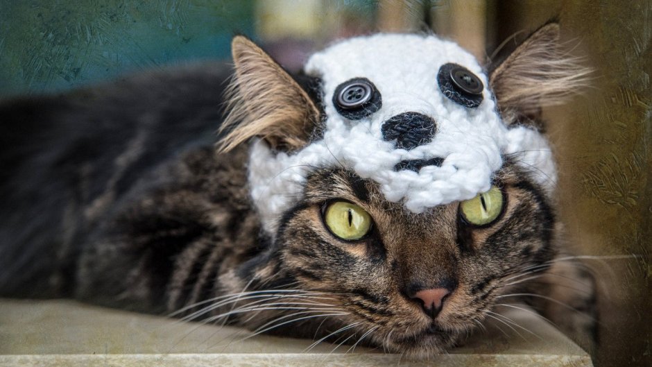 Коты мемы