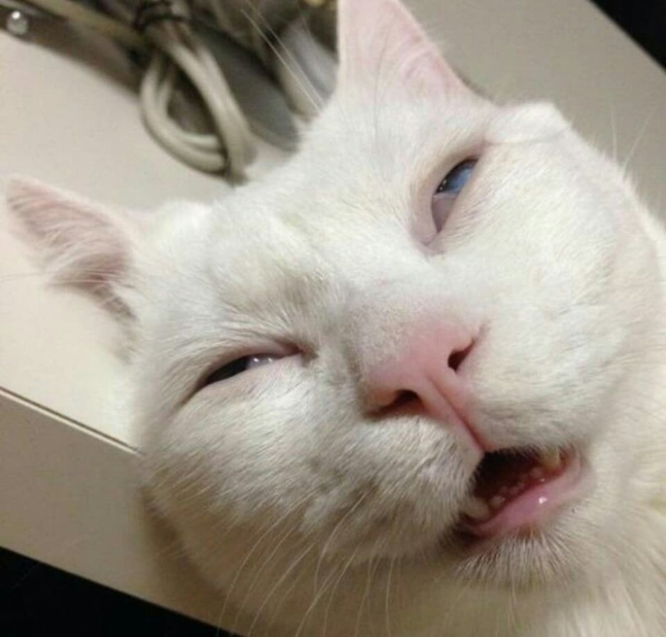 Удивленный кот