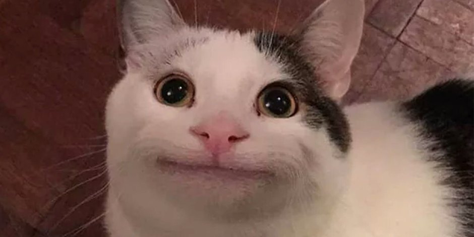 Смешные рожи кошек