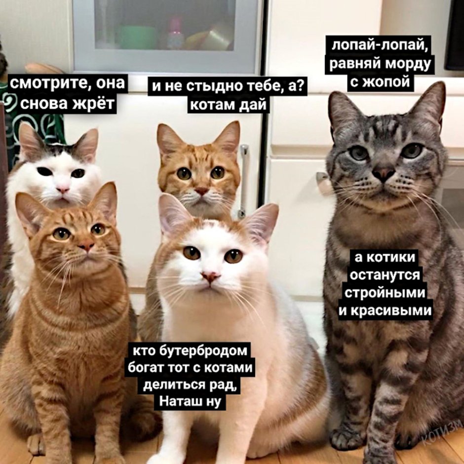 Угарные морды котов