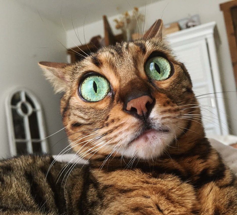 Прикольные морды котов