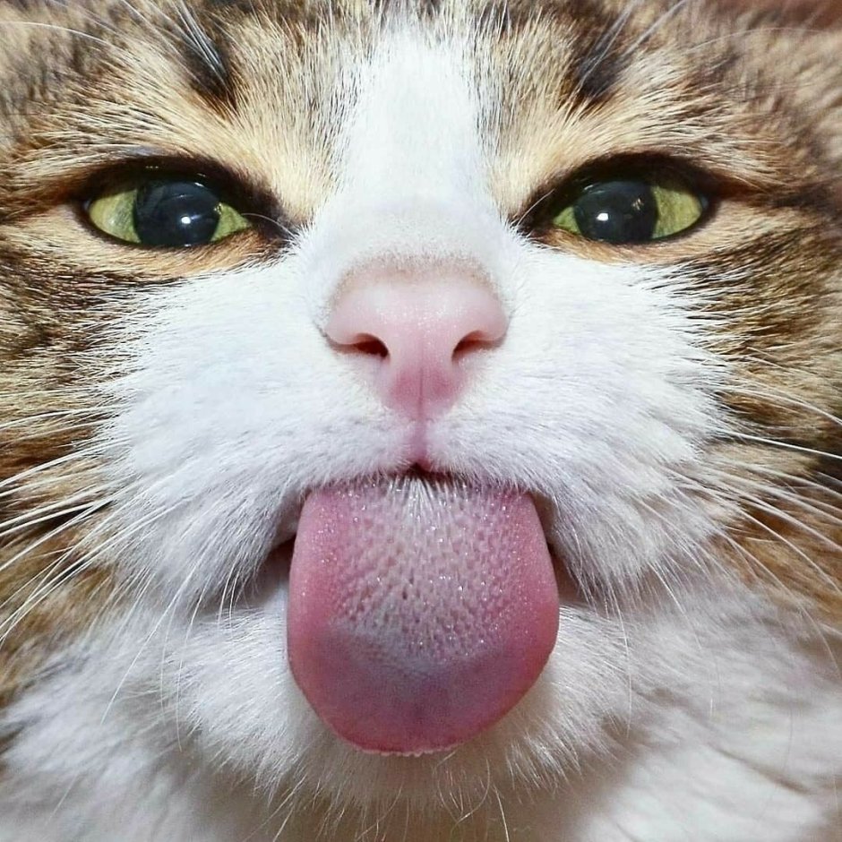 Котенок с высунытым языком