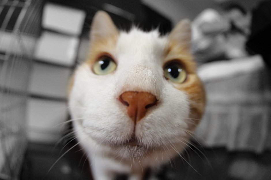 Коты смешные рожи