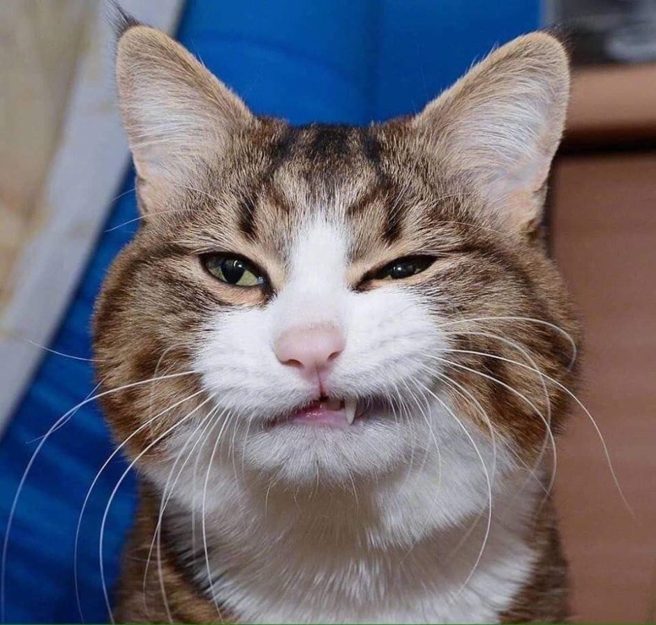 Бешеные коты