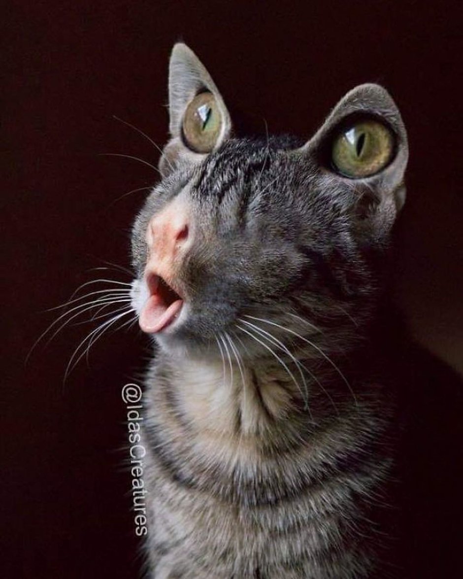 Смешной кот