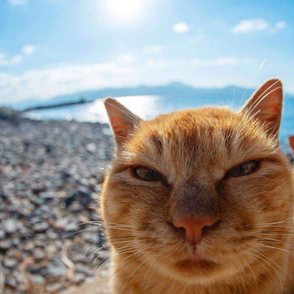 Мимика кошек