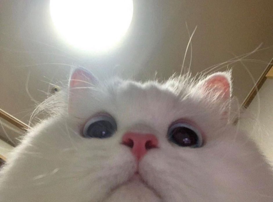 Котики с высунутым языком милые