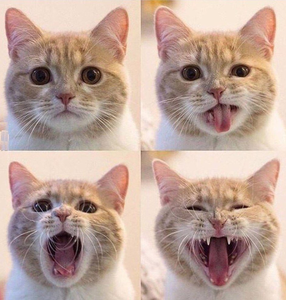 Выражение морды кота