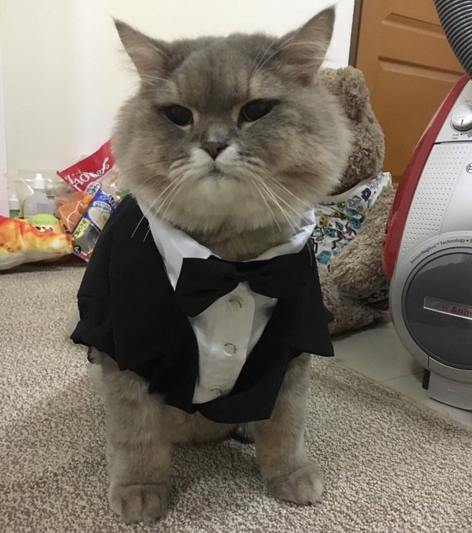 Кот Бон Бон из Тайланда