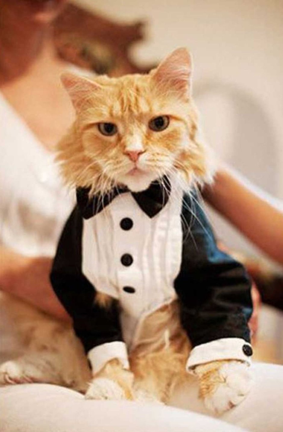 Костюм рыжего кота