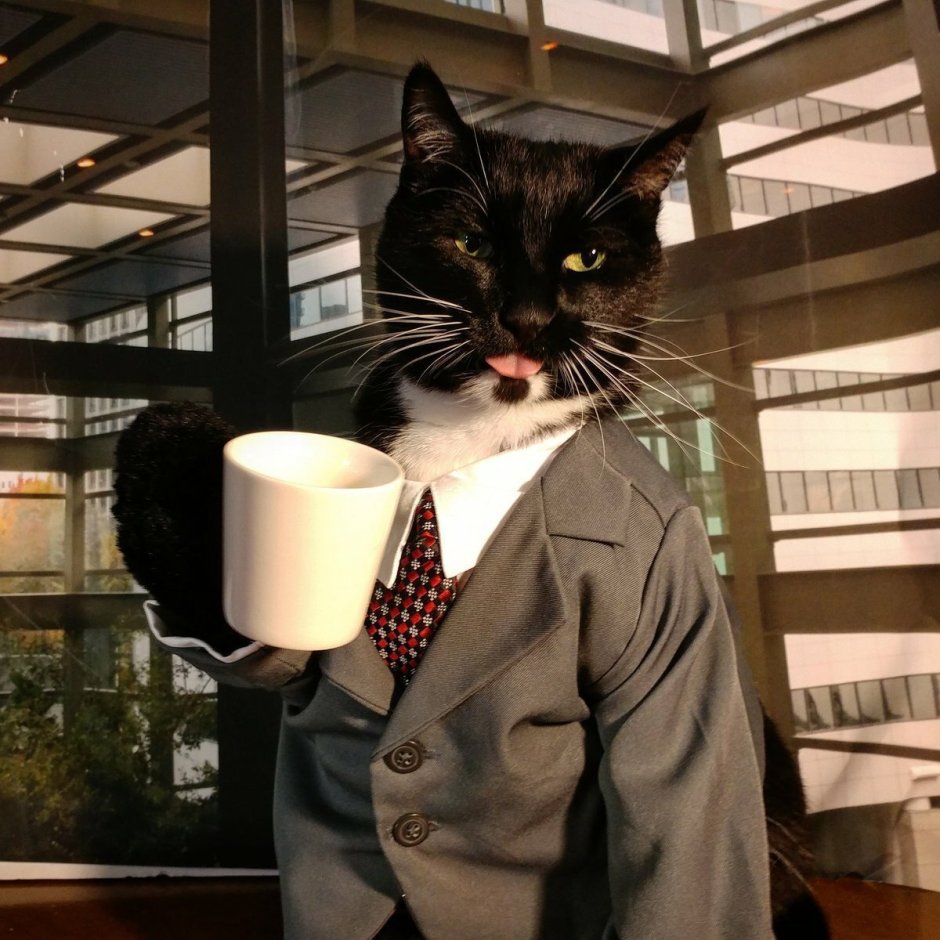 Коты в пиджаках