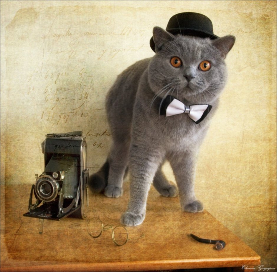 Кот джентльмен