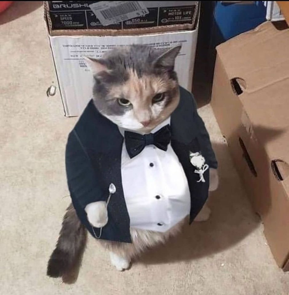 Cat in Suit