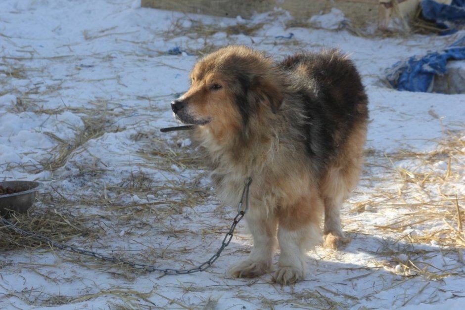 Собака смесь с колли