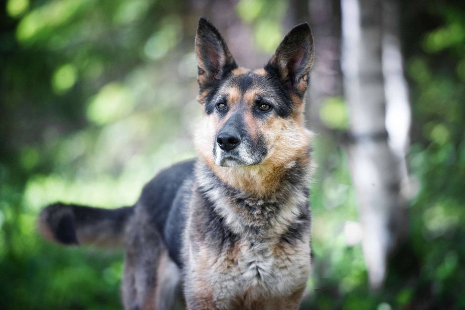German Shepherd Husky Mix