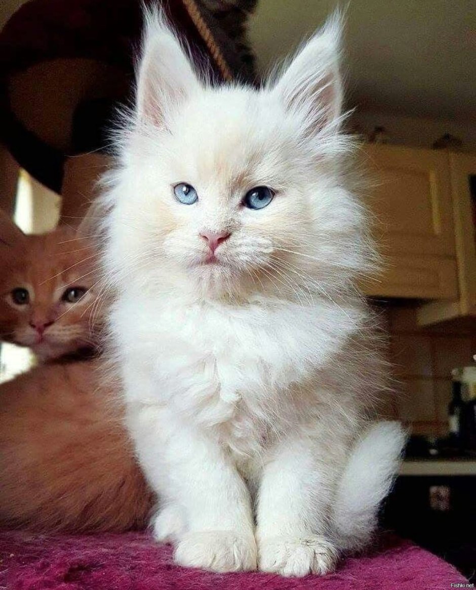 Белый котенок Мейн куна
