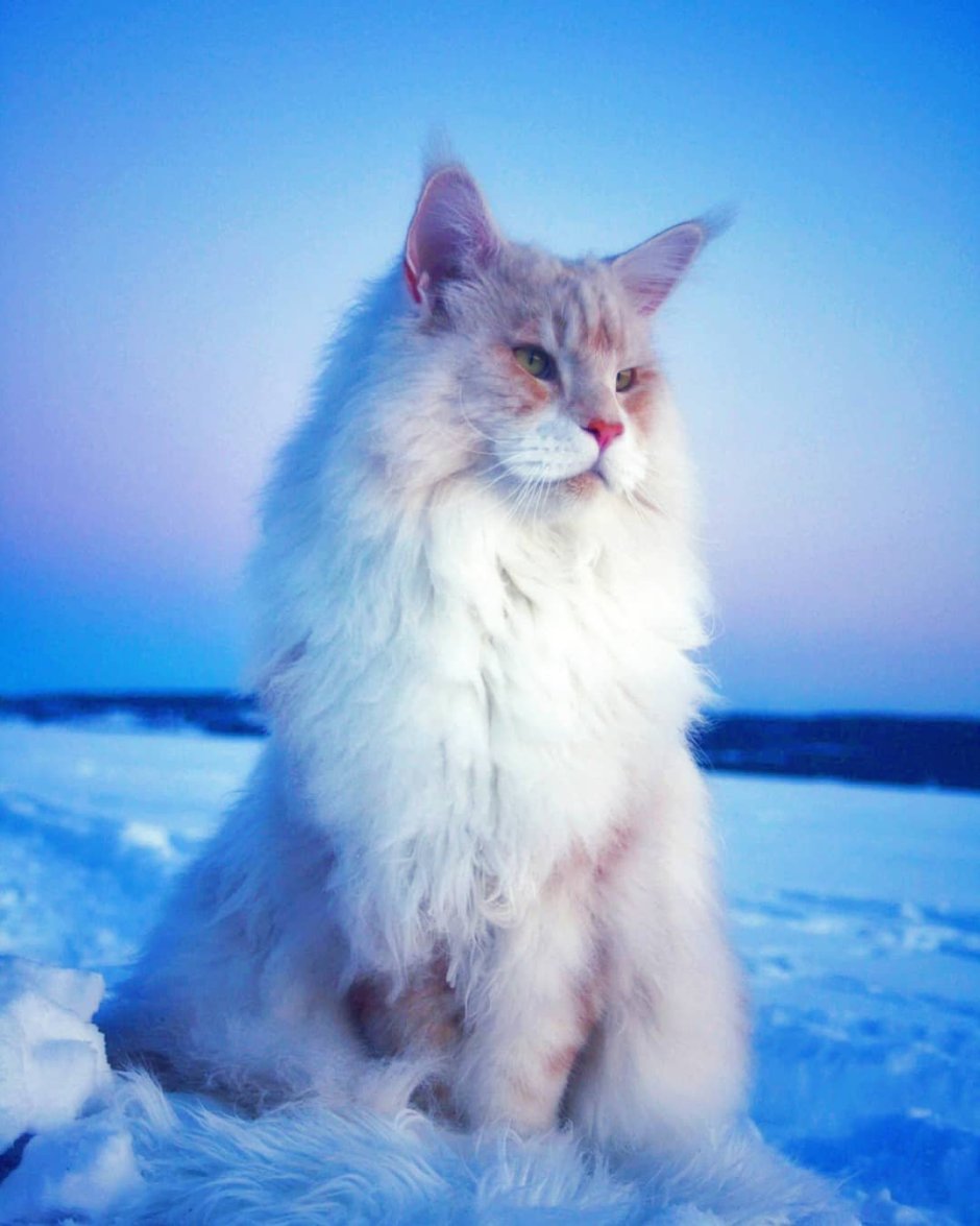 Бело-чёрный полосатый котёнок