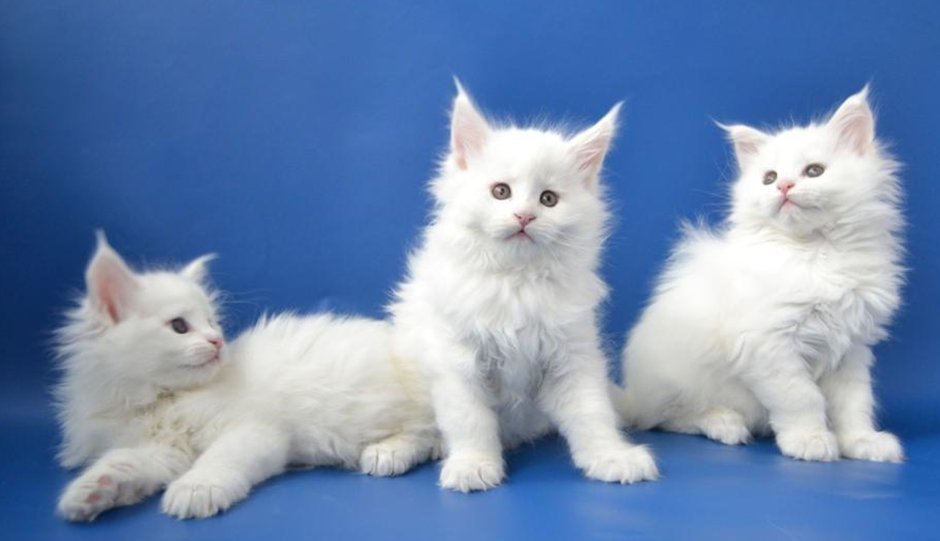 Белый котенок Мейн куна