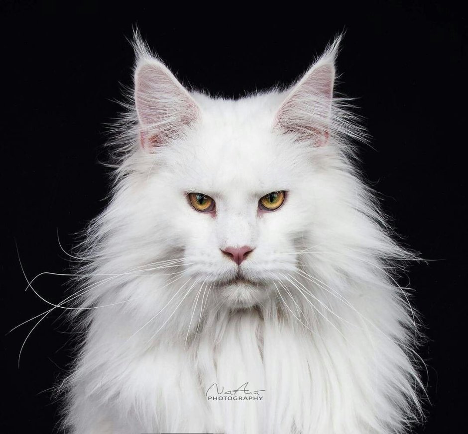 Мейн кун белый кот