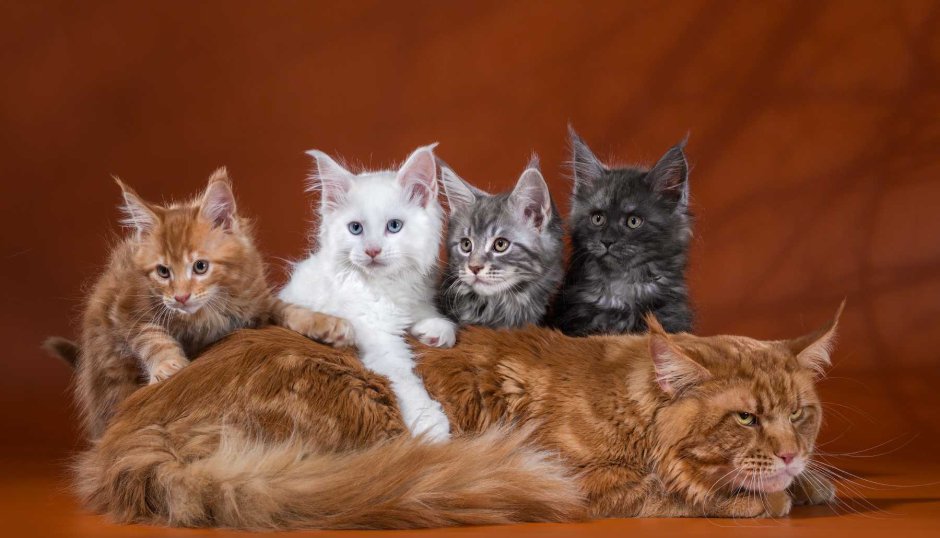 Котята Мейн-кун много
