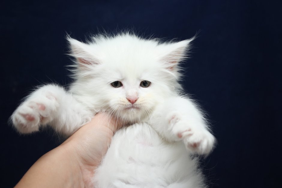 Котята Мейн кун белые