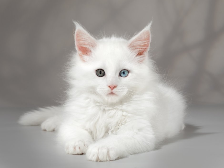 Котята Мейн кун белые