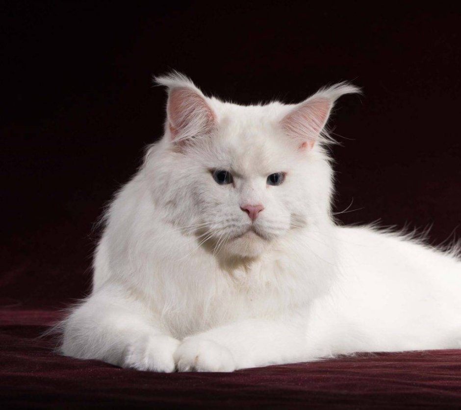 Котята Мейн кун