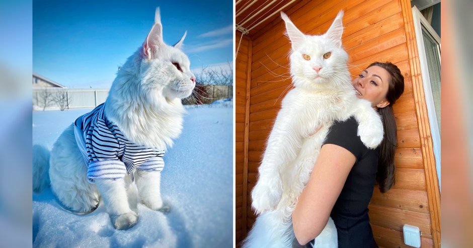 Мраморный с белым Мейн кун котенок