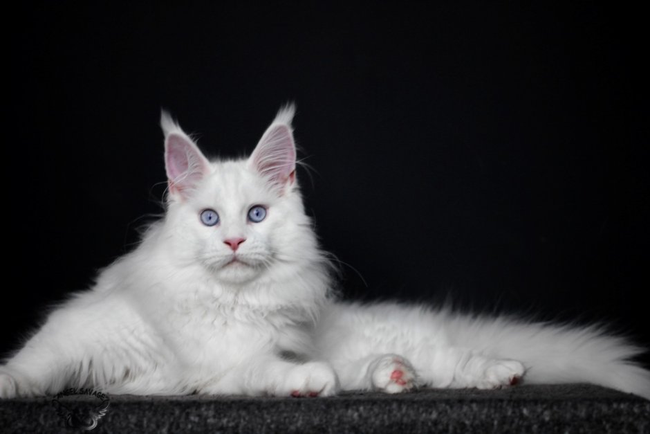 Кошка Мейн кун с котятами
