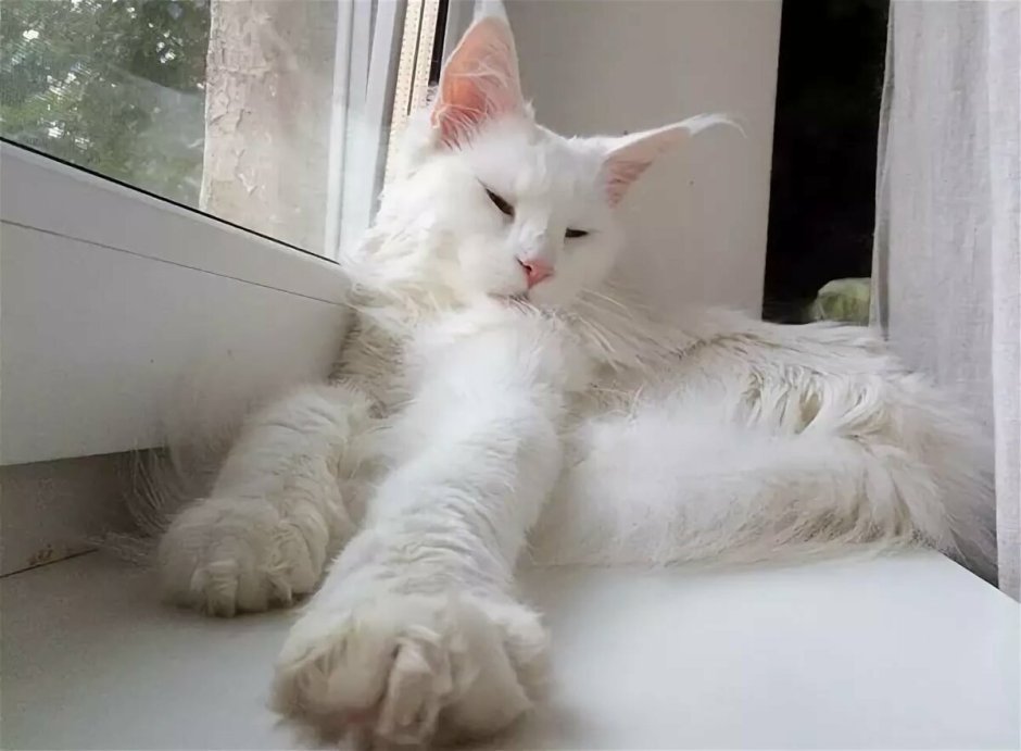 Белая кошка Мейн кун
