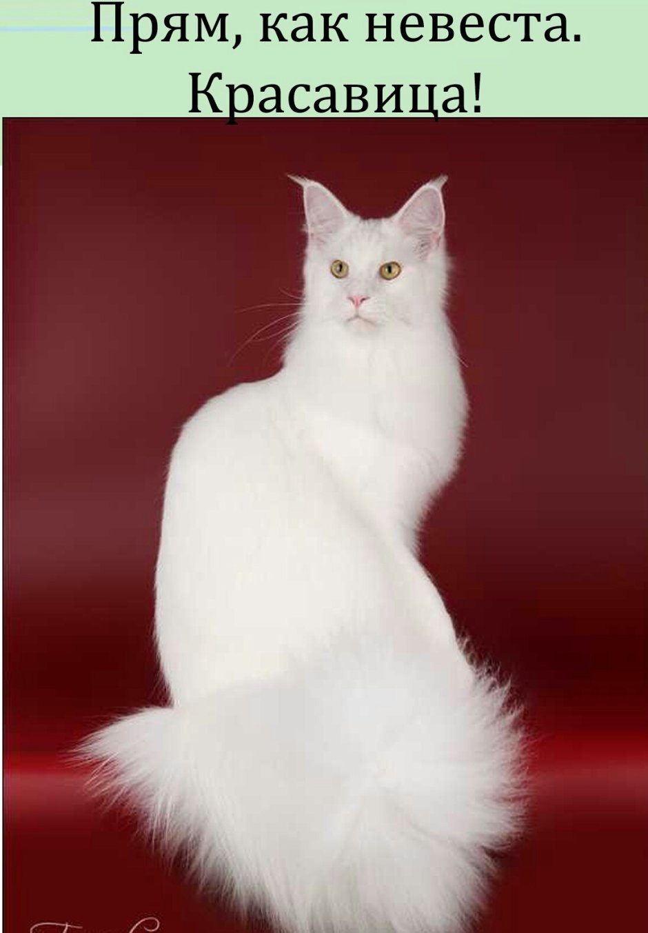 Кошечка майнкуны белые