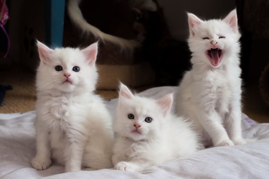 Белые Мейн куны котята