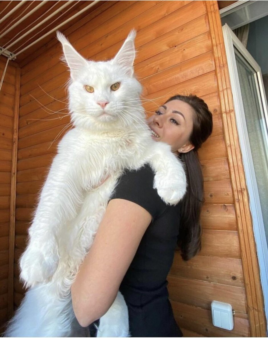 Кошка Мейн кун